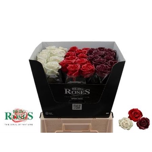 R Gr Gewaxt Mix 60 Cm