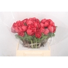 Anemone Mistral Red