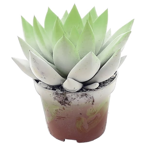 <h4>Echeveria bicoloured white/pastel green</h4>