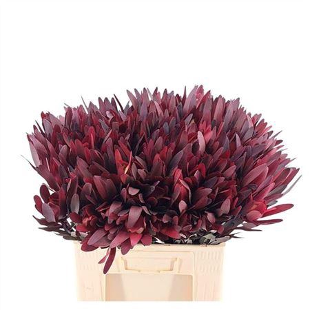 <h4>LEUCADENDRON SAFARI SUNSET</h4>