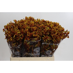 Kangaroo Paw Gold Fever