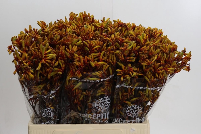 <h4>Kangaroo Paw Gold Fever</h4>