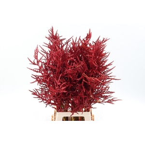Bromeliabloem 90cm BOX