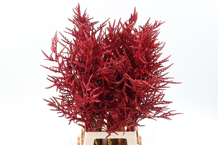 <h4>Bromeliabloem 90cm BOX</h4>