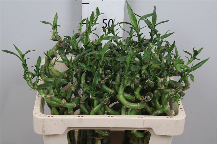 <h4>Drac Lucky Bamboo</h4>