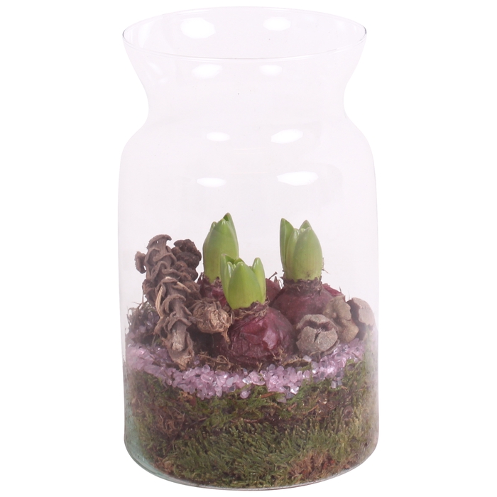 <h4>Opm Bulbs Winter Arr. Hyacint Glass Milk Jug Vase</h4>