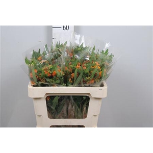Ascl Tuberosa Imp