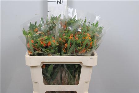 <h4>Ascl Tuberosa</h4>