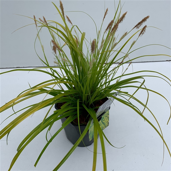 <h4>Graminées Carex 'Everillo'</h4>