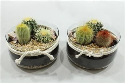 <h4>0094 BOSE+CACTUS X3</h4>