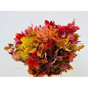 Quercus Preserved Autumn (oak,eik)