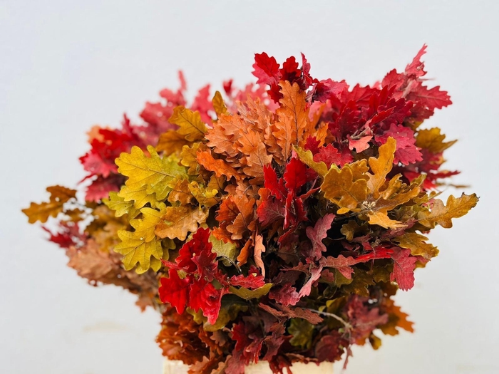 <h4>Quercus Preserved Autumn (oak,eik)</h4>