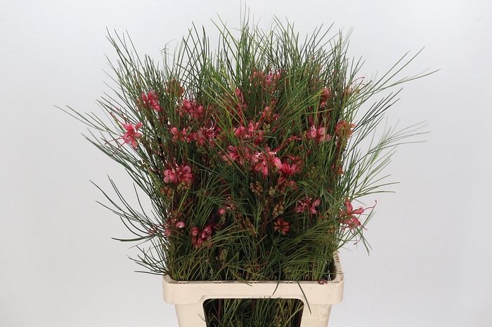 <h4>Grevillea Johnsonii</h4>