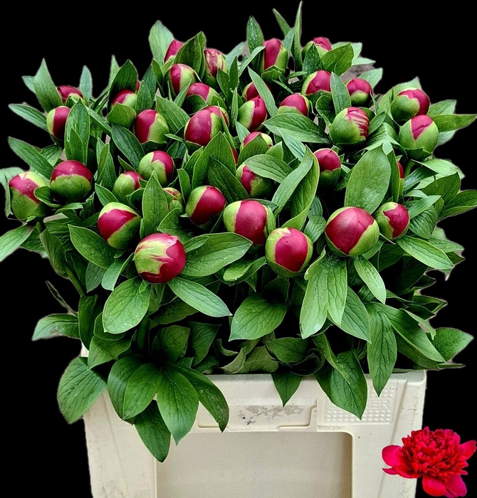 <h4>PAEO BELGRAVIA</h4>