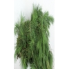 PINUS STROBUS PER BUNCH 90CM