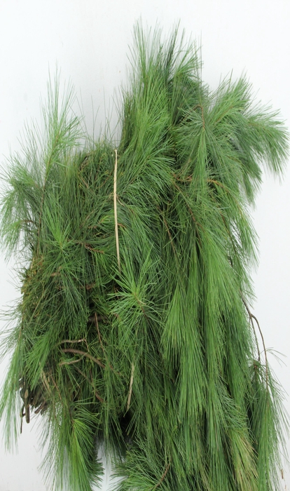 PINUS STROBUS PER BUNCH 90CM