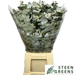 EUC CINEREA PER BOS