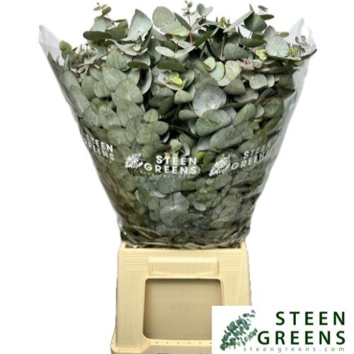 <h4>EUC CINEREA PER BOS</h4>