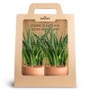 2-Pack Raw Terracotta, Fernwoo P10