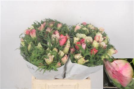 <h4>Anemone Mistral Tigre</h4>