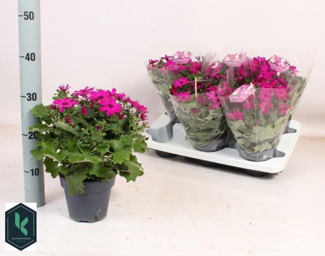 <h4>PERI C SEN MAG</h4>