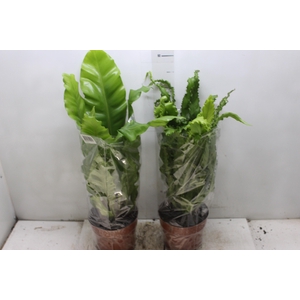 ASPLENIUM VARIADO P17