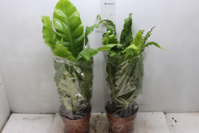 <h4>ASPLENIUM VARIADO P17</h4>