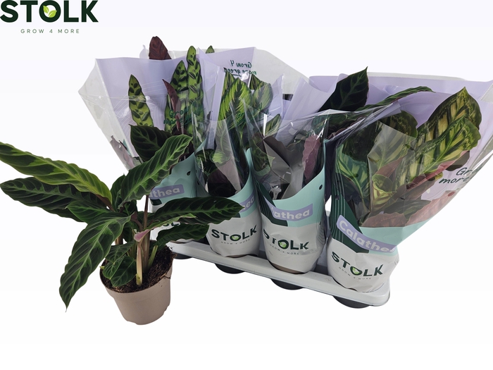 <h4>CALAT GEM 4 SRT</h4>