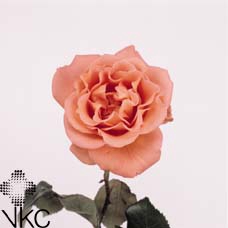 Kolibri Greens Succulenten mix in Cat & Dog pot mix