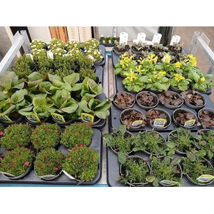 VASTE PLANT GEM 6 SO