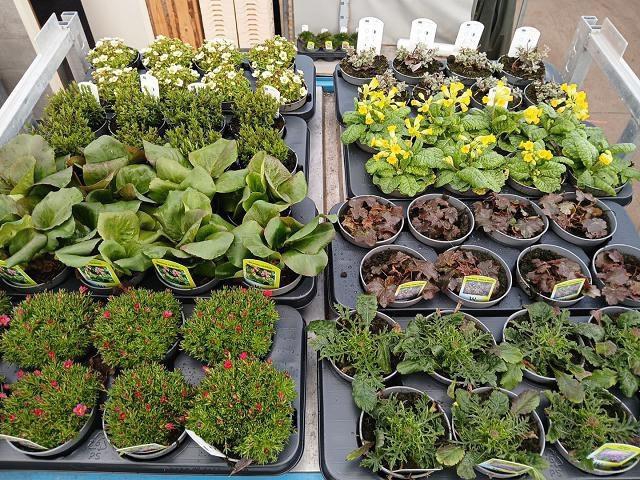 <h4>VASTE PLANT GEM 6 SO</h4>