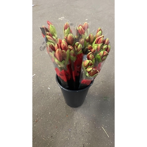 HIPP GA FERRARI x30 AQUA