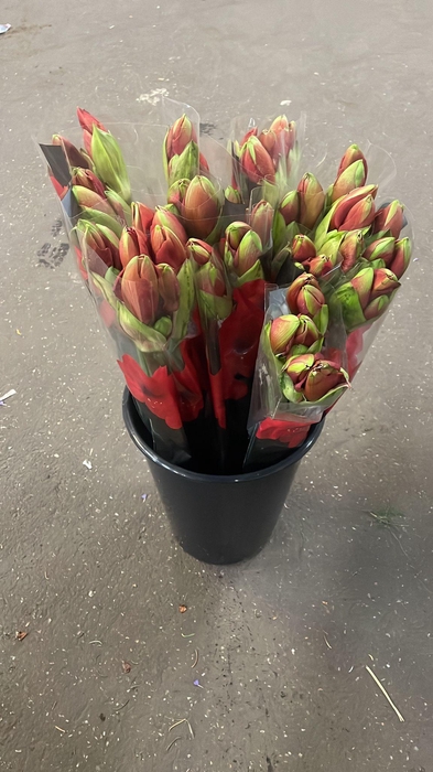 <h4>HIPP GA FERRARI x30 AQUA</h4>