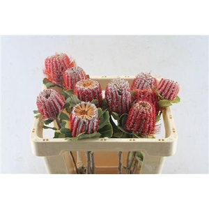 BANKSIA COCCINEA