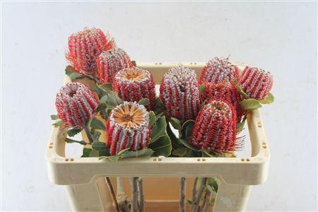 <h4>BANKSIA COCCINEA</h4>