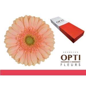 Gerbera Pre-Extase Doos