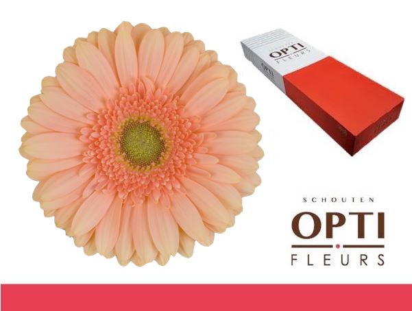 <h4>Gerbera Pre-Extase Doos</h4>