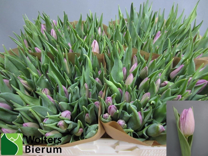 <h4>TU EN CANDY PRINCE</h4>