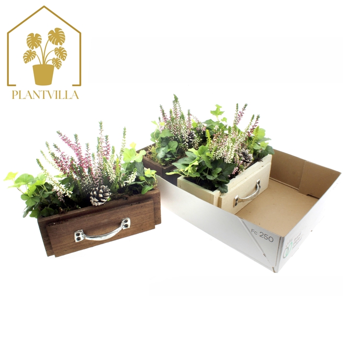 <h4>ARR TUINPLANTEN</h4>