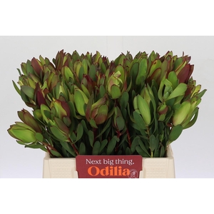 Leucadendron Senorita