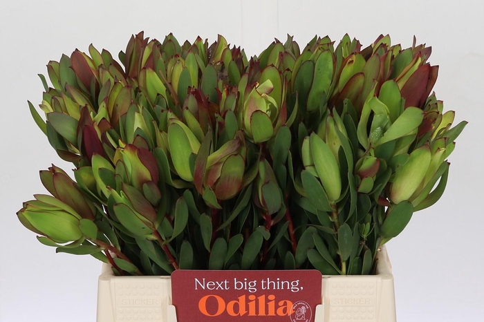 <h4>Leucadendron Senorita</h4>