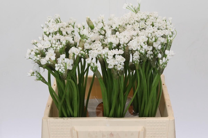 <h4>Allium Flocon</h4>