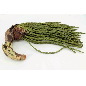 Caryota Stem Medium