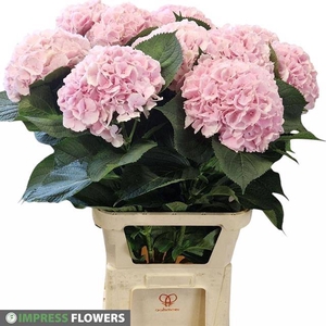 HYDR M CH VERENA PINK