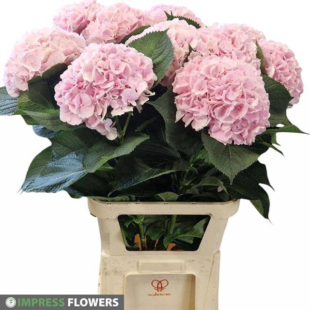 <h4>HYDR M CH VERENA PINK</h4>