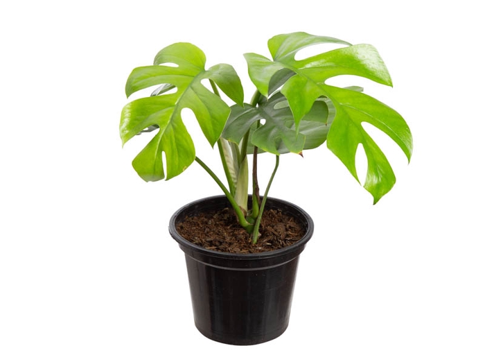 <h4>RHAPHIDOPHORA TETRASPERMA P15</h4>