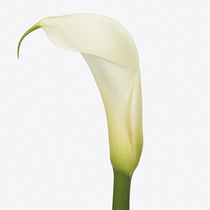 Zantedeschia Eydolls White