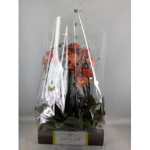 Phalaenopsis   ...orange