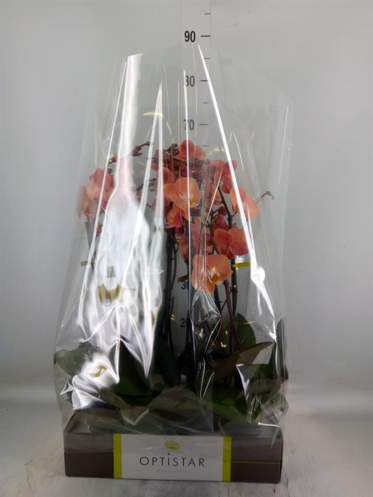 <h4>Phalaenopsis   ...orange</h4>