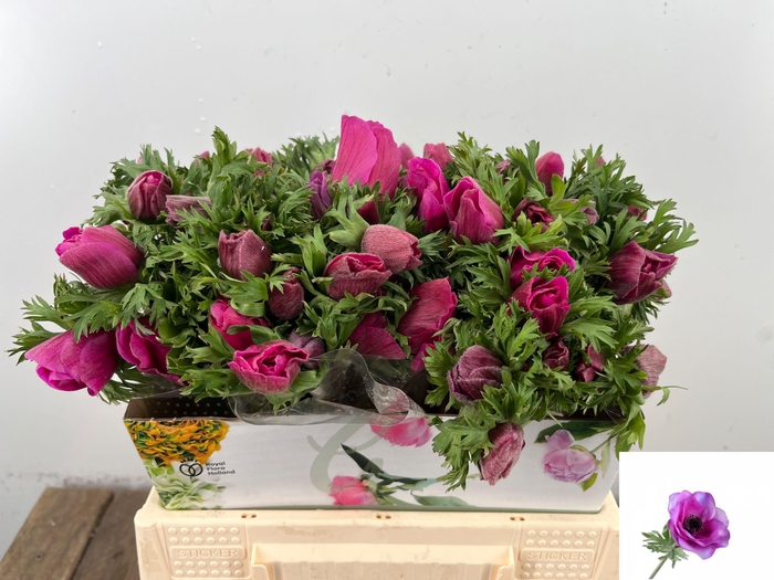 <h4>ANEM CO MAR ORCHID</h4>